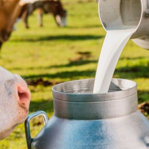 Como o melhoramento genético pode fazer a diferença na vida de pequenos produtores de leite