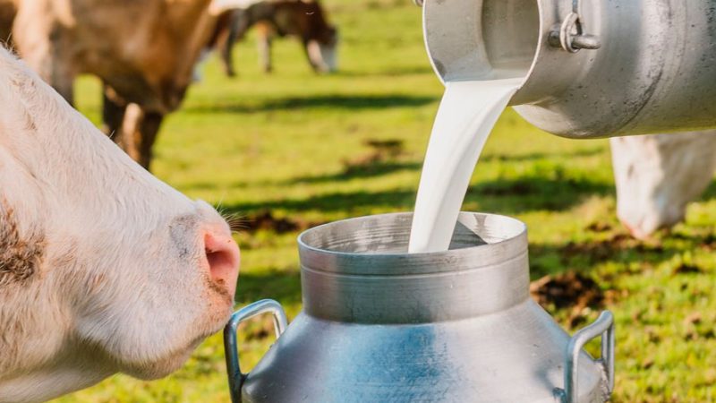 Como o melhoramento genético pode fazer a diferença na vida de pequenos produtores de leite