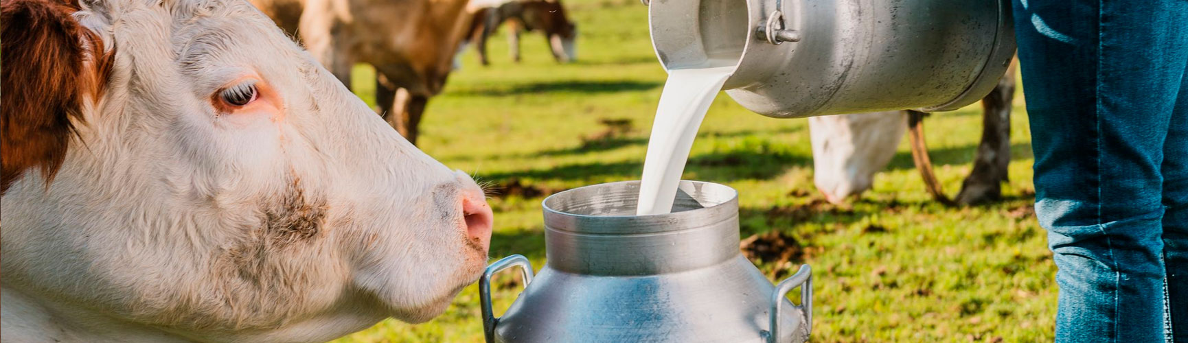 Como o melhoramento genético pode fazer a diferença na vida de pequenos produtores de leite